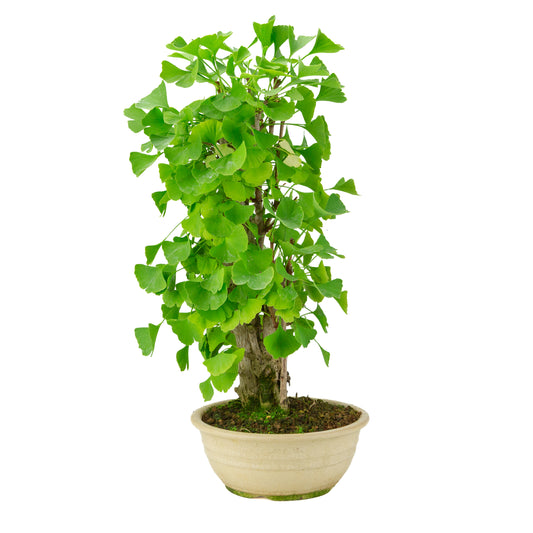 Ginkgo biloba cream round pot 20cm, height ~50cm