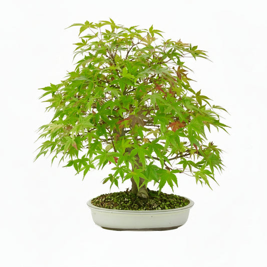 Acer palmatum 'Benichidori' (Japanese maple), height ~38cm
