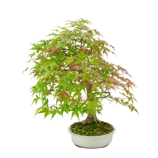 Acer palmatum 'Benichidori' (Japanese maple), height ~38cm