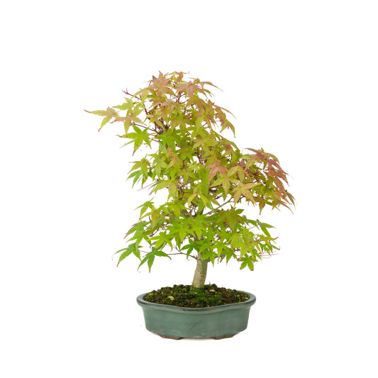 Acer palmatum Deshojo cream rectangular pot 21cm, height ~52cm