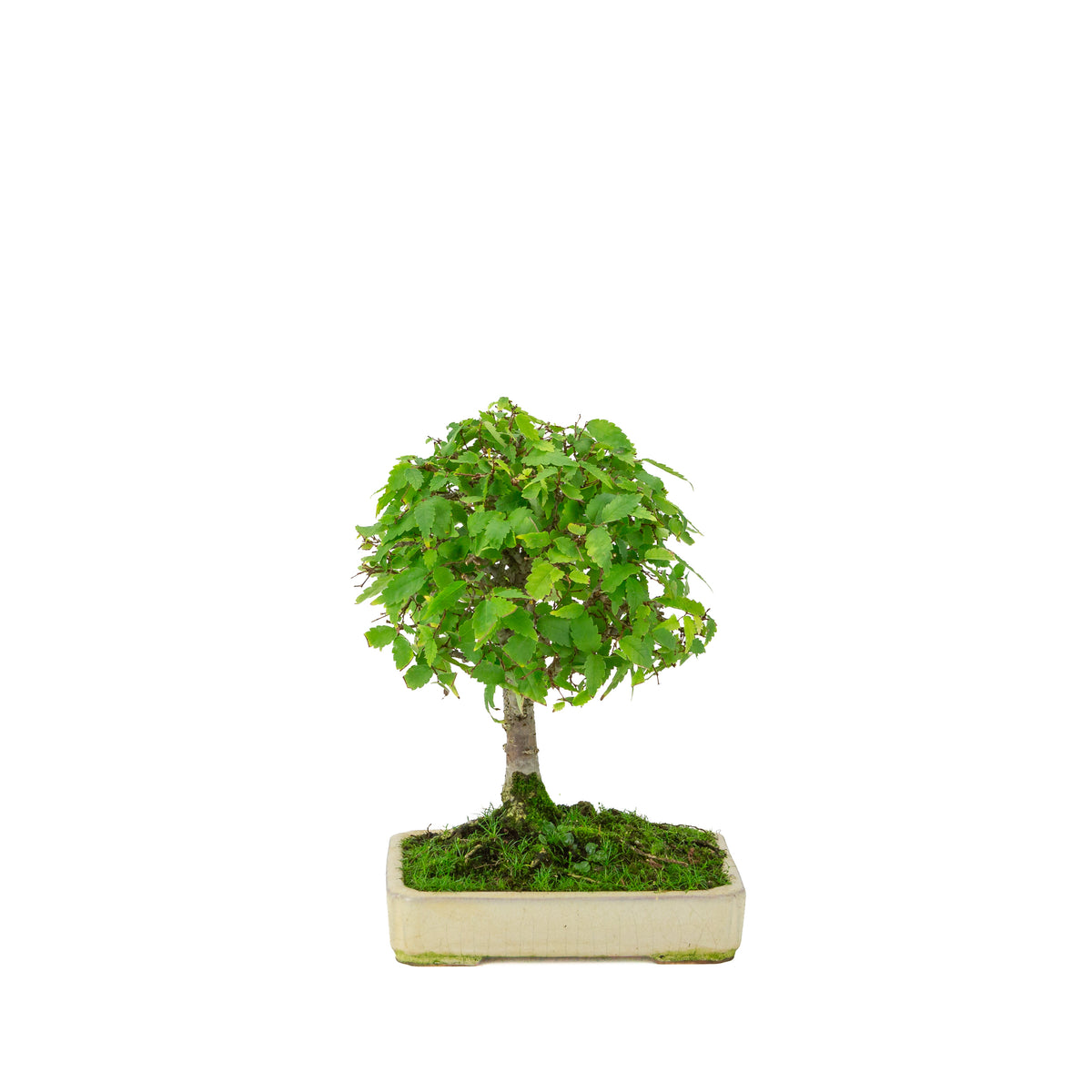 Zelkova serrata cream rectangular pot 18cm, height ~26cm
