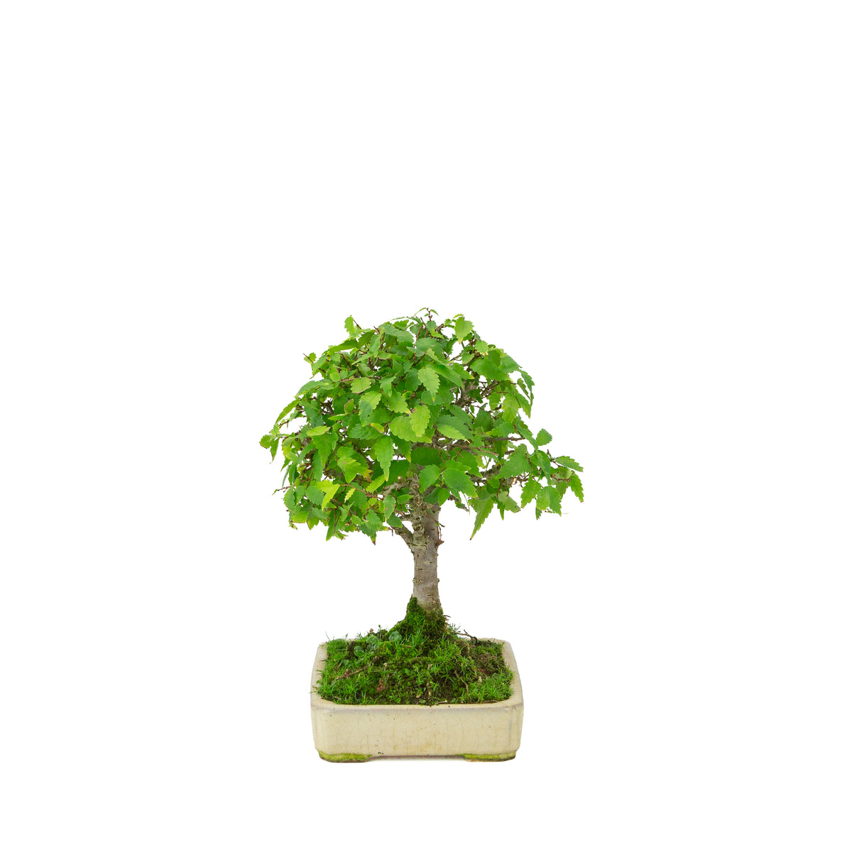 Zelkova serrata cream rectangular pot 18cm, height ~26cm