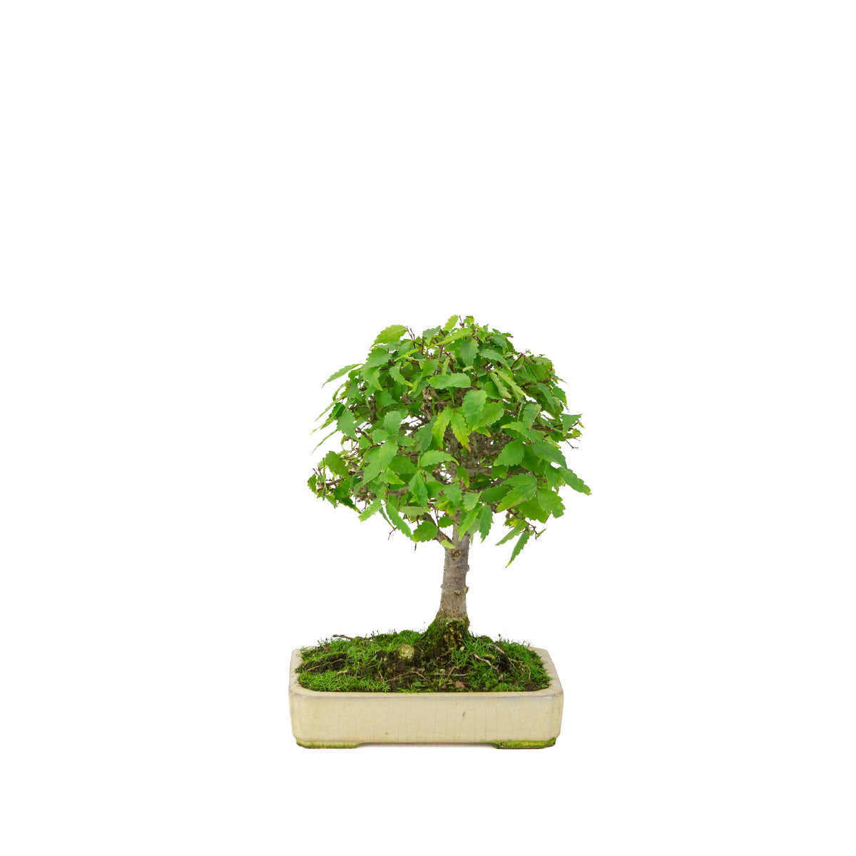 Zelkova serrata cream rectangular pot 18cm, height ~26cm
