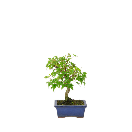 Acer buergerianum blue rectangular pot 13cm, height ~24cm