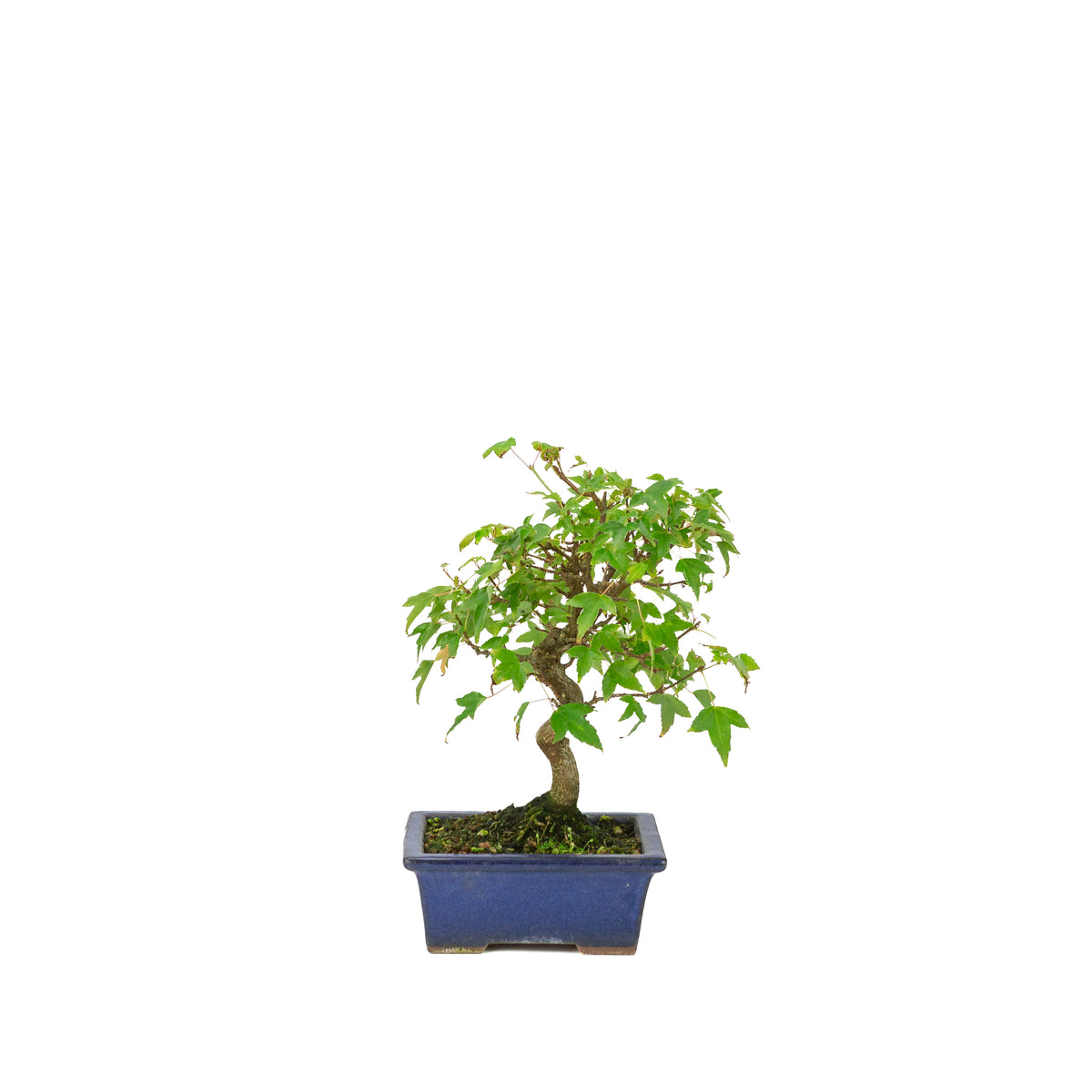 Acer buergerianum blue rectangular pot 13cm, height ~24cm
