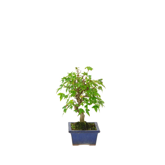 Acer buergerianum blue rectangular pot 13cm, height ~24cm