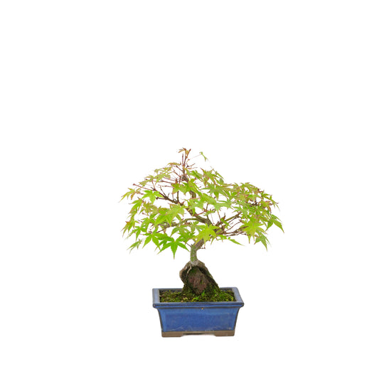 Acer palmatum roots over rock blue pot 13cm, height ~26cm