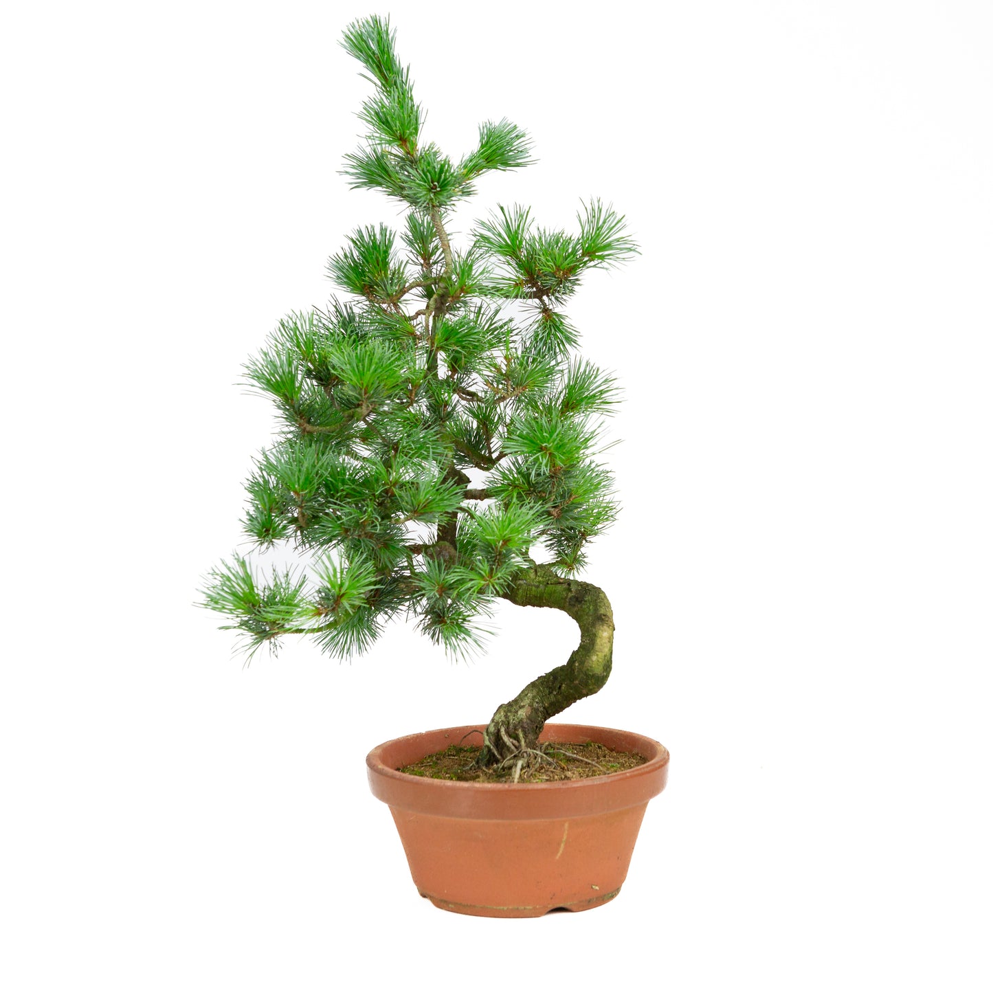 Pinus parviflora terracotta pot 19 cm, height ~53 cm