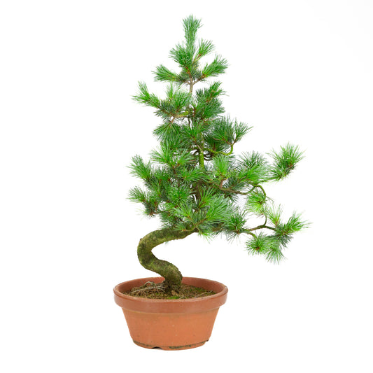 Pinus parviflora terracotta pot 19 cm, height ~53 cm