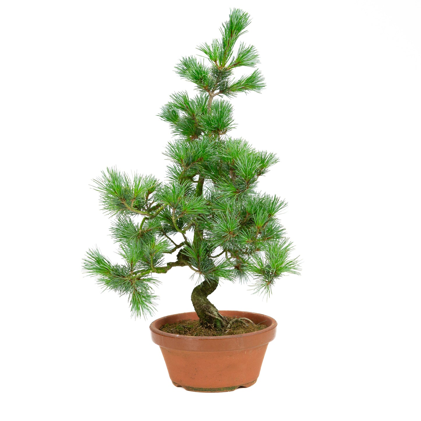 Pinus parviflora terracotta pot 19 cm, height ~53 cm