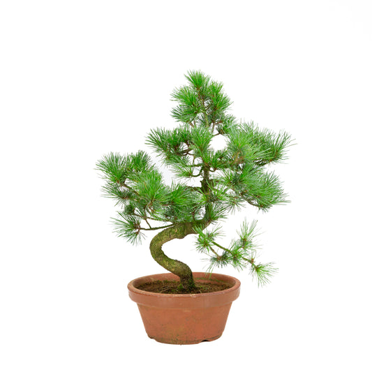 Pinus parviflora terracotta pot 19 cm, hoogte ~42 cm