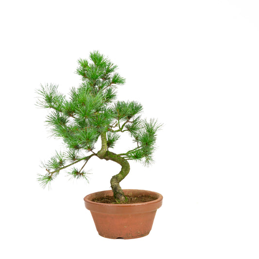 Pinus parviflora terracotta pot 19 cm, height ~42 cm