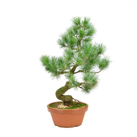 Pinus parviflora terracotta pot 19 cm, height ~47 cm