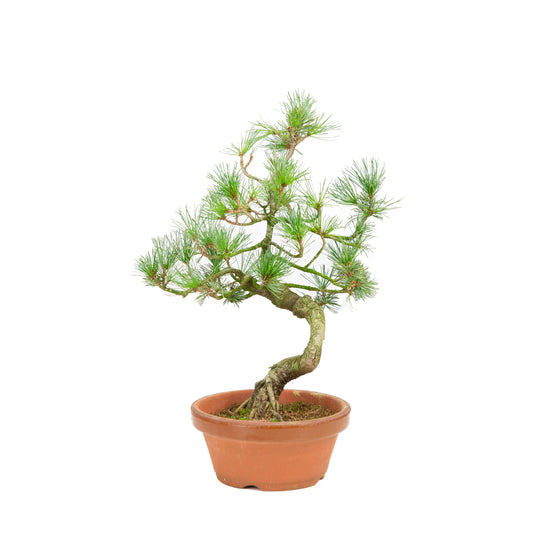 Pinus parviflora terracotta pot 19cm, height ~42cm