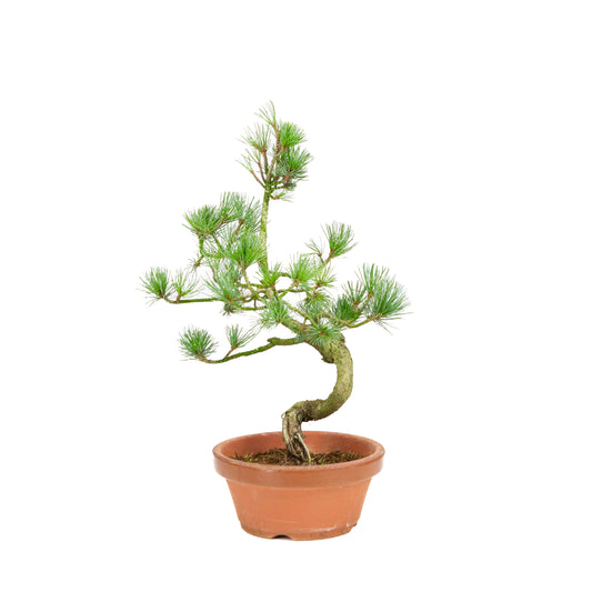 Pinus parviflora terracotta pot 15 cm, hoogte ~37 cm