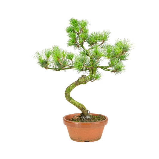Pinus parviflora terracotta pot 19cm, height ~42cm