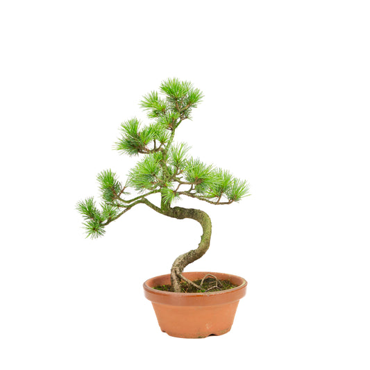 Pinus parviflora in terracotta pot 15 cm, hoogte ~37 cm
