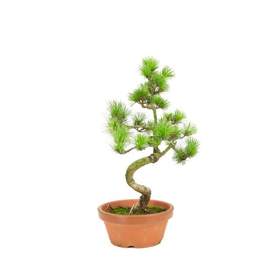 Pinus parviflora in terracotta pot 15 cm, height ~37 cm