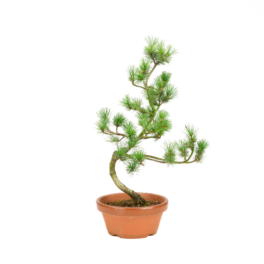 Pinus parviflora terracotta pot 15 cm, hoogte ~42 cm