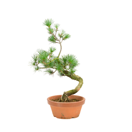 Pinus parviflora terracotta pot 15 cm, hoogte ~39 cm