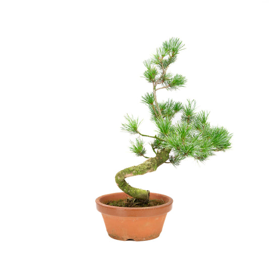 Pinus parviflora terracotta pot 19cm, height ~42cm