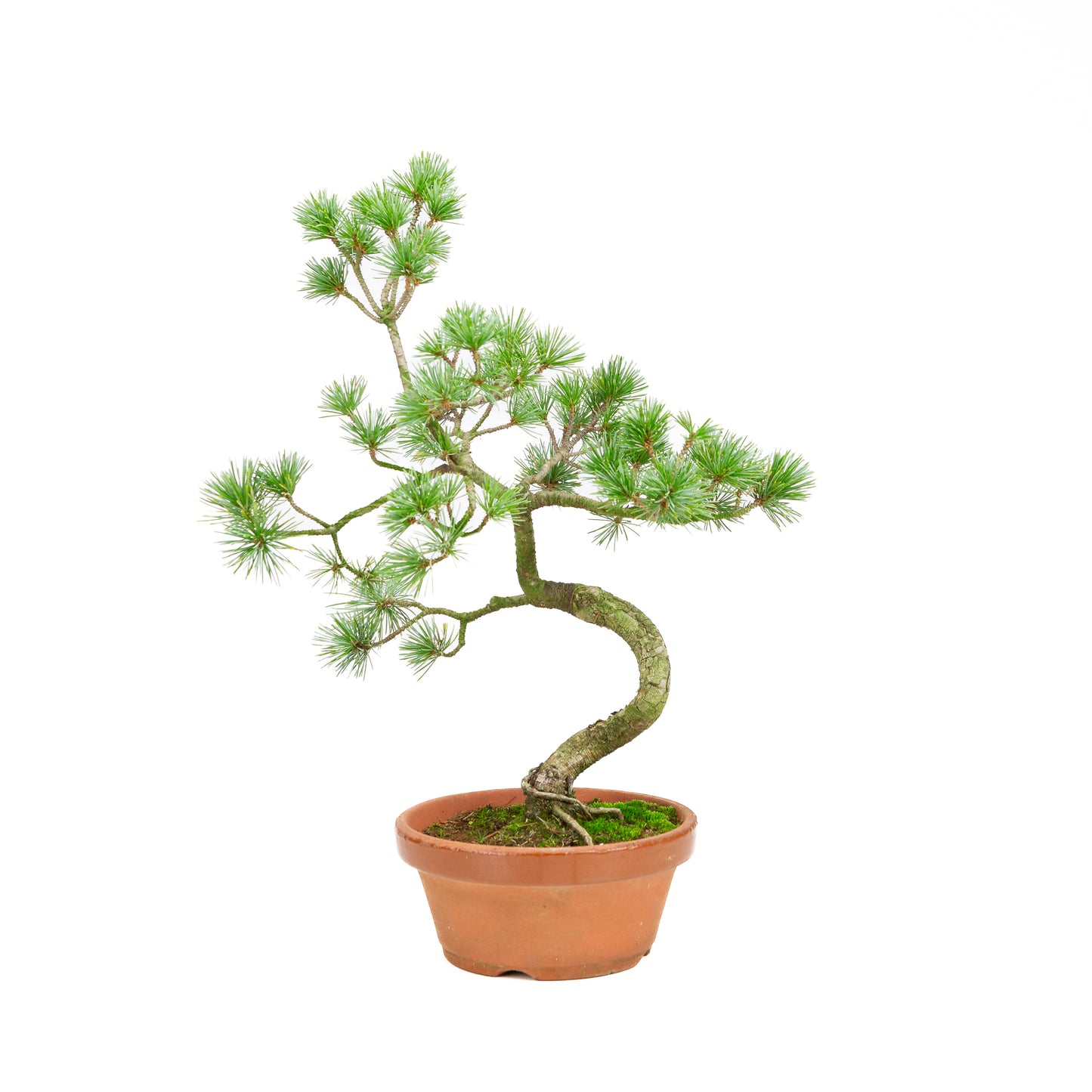 Pinus parviflora terracotta pot 15 cm, hoogte ~41cm