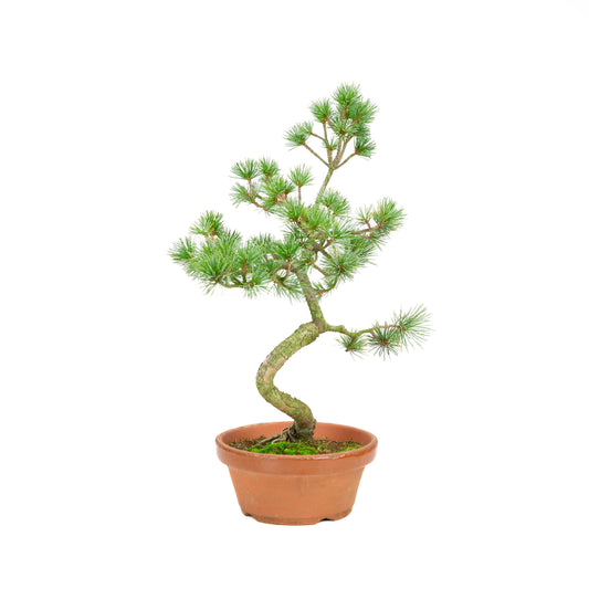 Pinus parviflora terracotta pot 19cm, height ~42cm