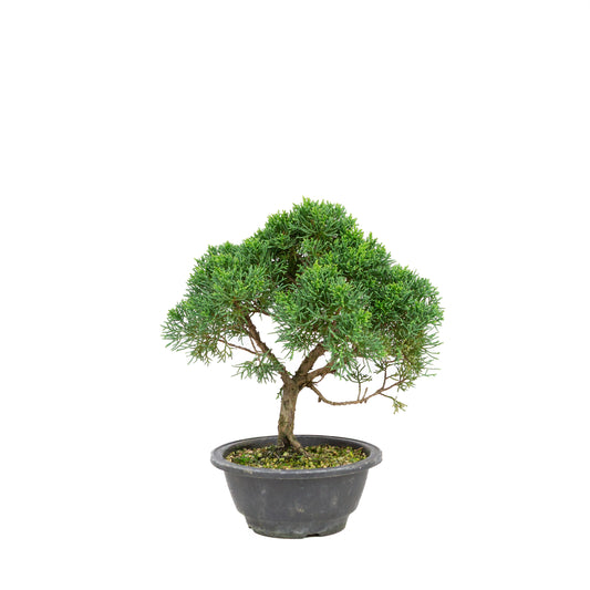 Juniperus chinensis green rectangular pot 13cm, height ~35cm