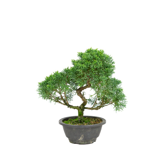 Juniperus chinensis green rectangular pot 13cm, height ~35cm