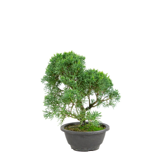 Juniperus chinensis green rectangular pot 13cm, height ~35cm