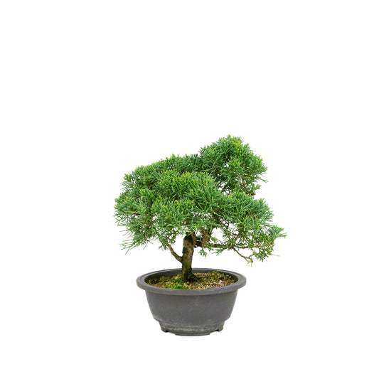 Juniperus chinensis green rectangular pot 13cm, height ~35cm