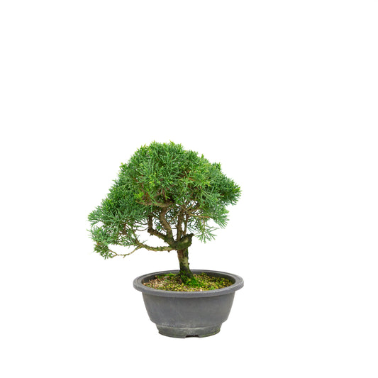 Juniperus chinensis green rectangular pot 13cm, height ~35cm