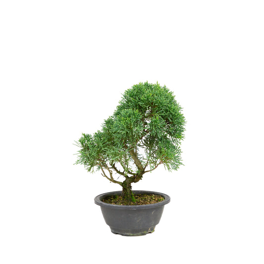 Juniperus chinensis green rectangular pot 13cm, height ~35cm
