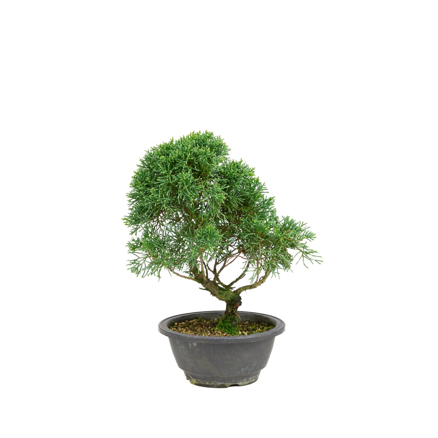 Juniperus chinensis green rectangular pot 13cm, height ~35cm