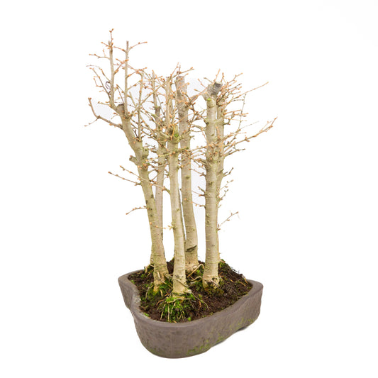 Pseudolarix amabilis forest brown oval pot 43cm, height ~56cm