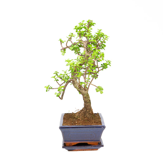 Portulacaria afra Bonsai, pot 25cm, height ~43cm
