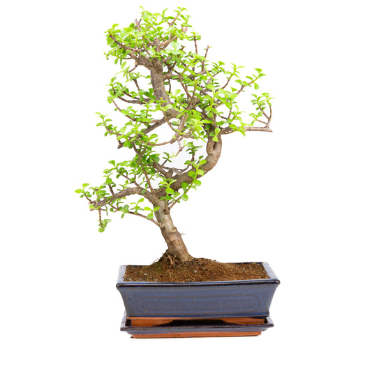 Portulacaria afra Bonsai in blauwe pot 25cm, hoogte ~48cm