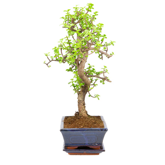 Portulacaria afra Bonsai in brown pot 22cm, height ~30cm
