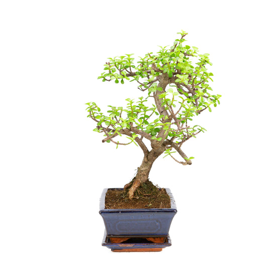 Portulacaria afra Bonsai in brown pot 22cm, height ~30cm