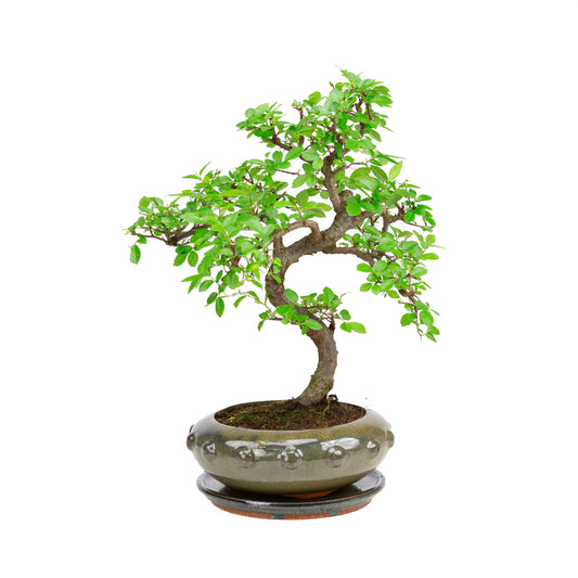Zelkova Bonsai in green oval pot 29cm, height ~40cm