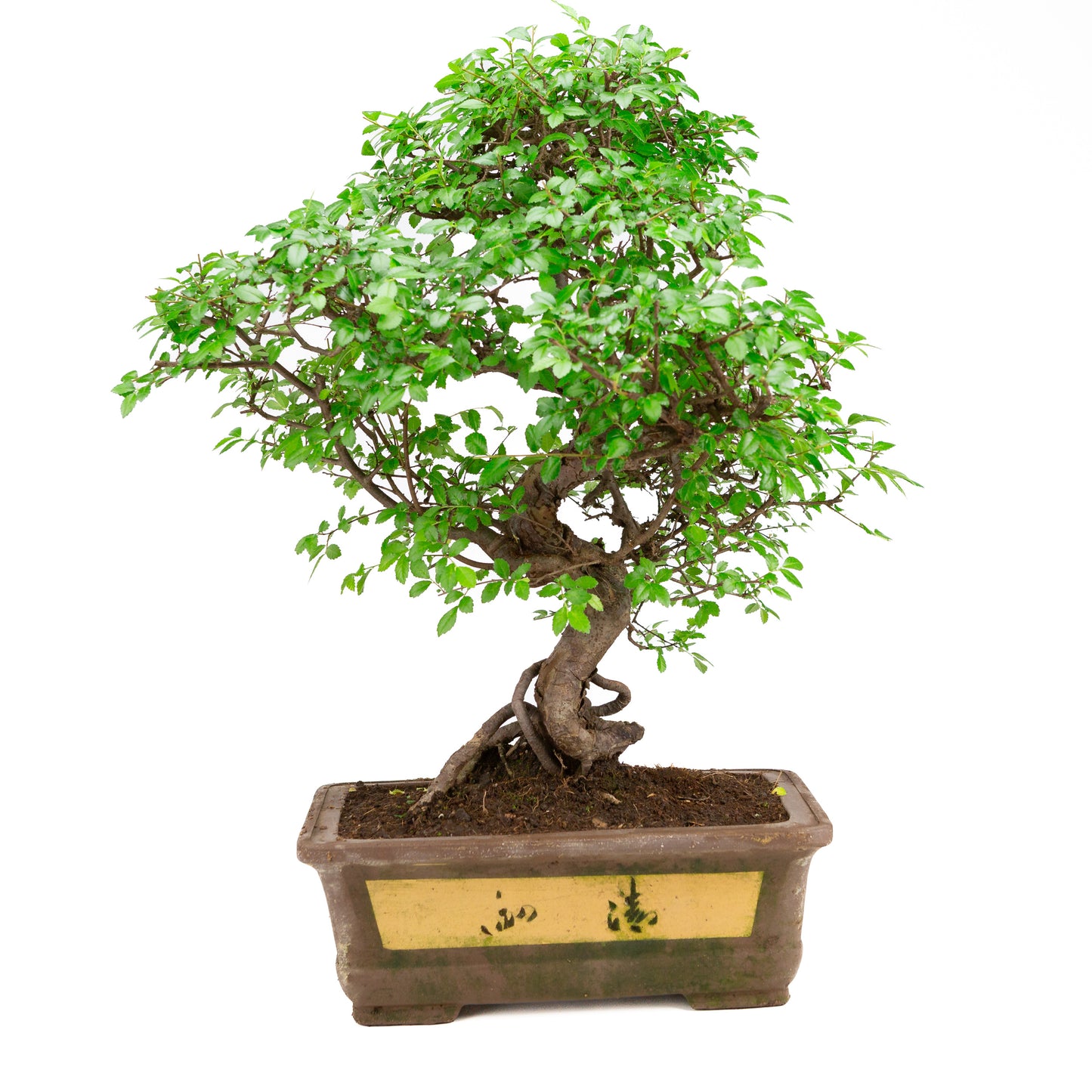 Zelkova Bonsai in unglazed pot 32cm, height ~65cm
