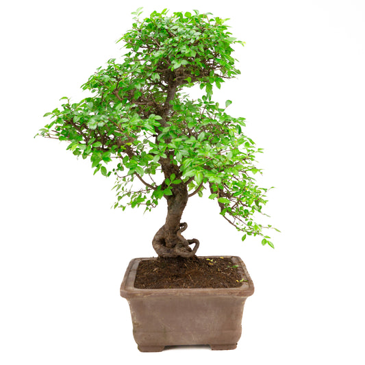 Zelkova Bonsai in unglazed pot 32cm, height ~65cm