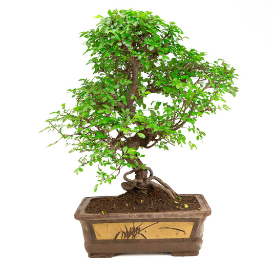 Zelkova Bonsai in unglazed pot 32cm, height ~65cm