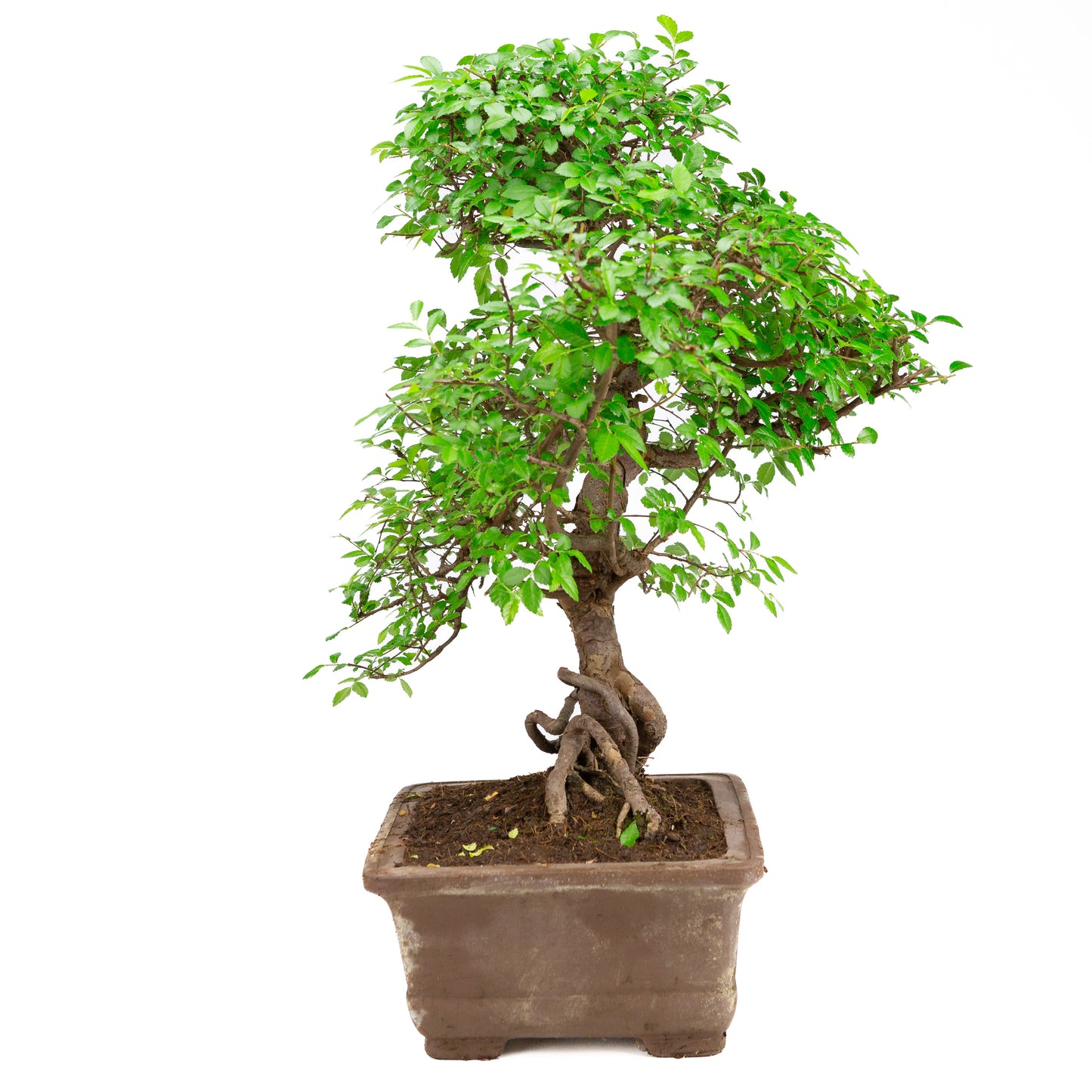Zelkova Bonsai in unglazed pot 32cm, height ~65cm