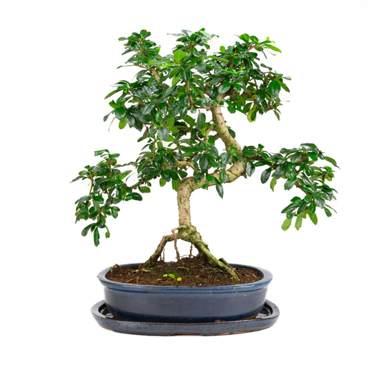 Carmona Bonsai in green pot 29cm, height ~45cm