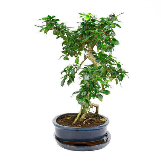Carmona Bonsai in green pot 29cm, height ~45cm