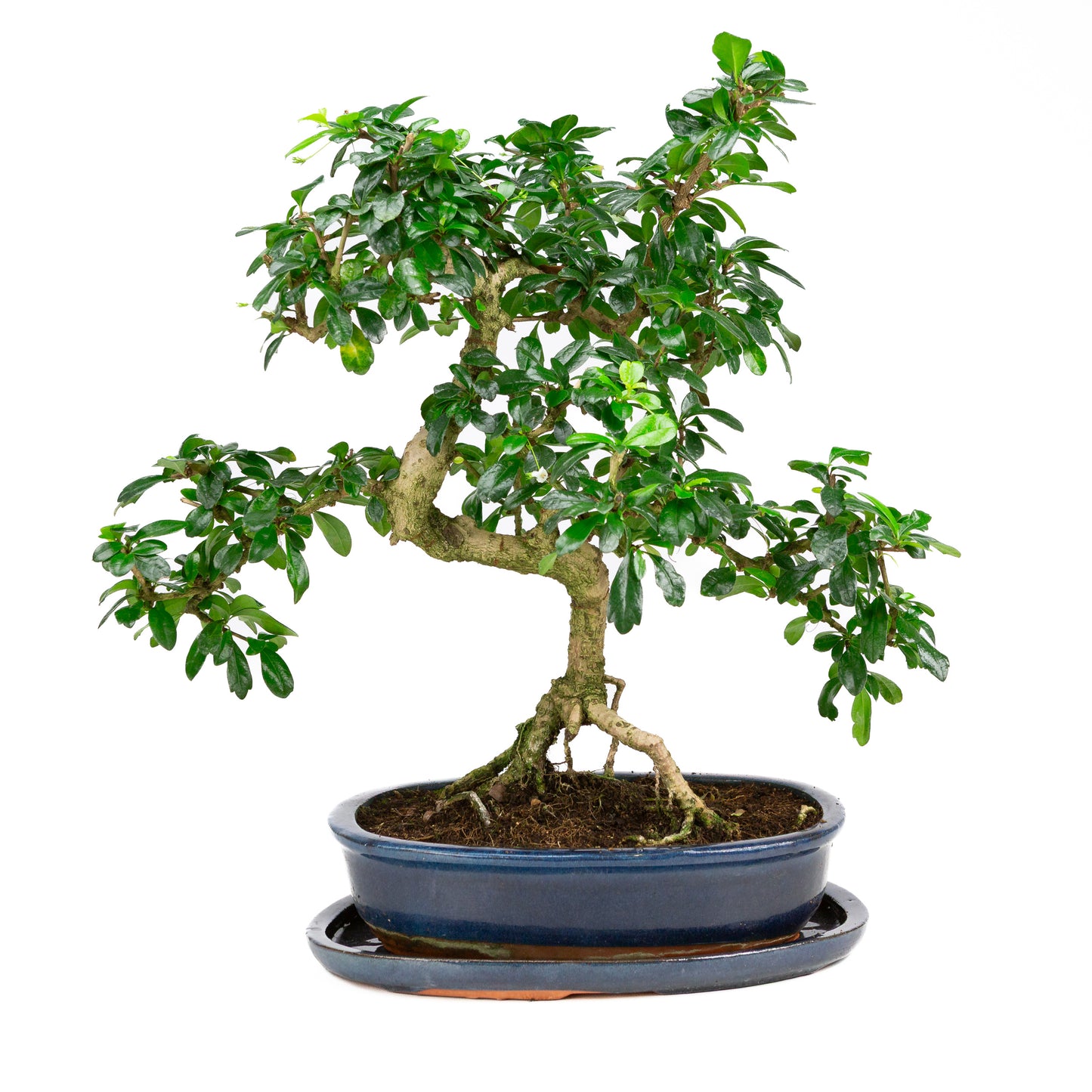 Carmona Bonsai in green pot 29cm, height ~45cm