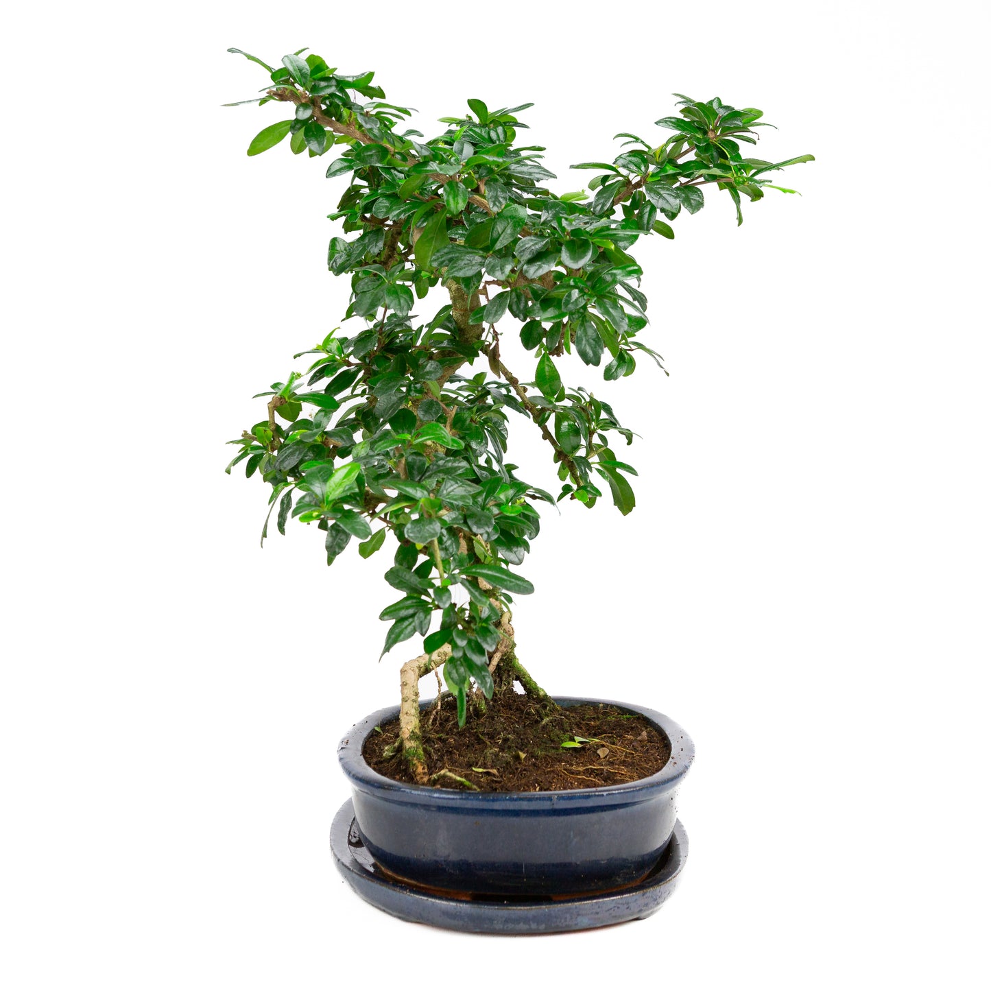 Carmona Bonsai in green pot 29cm, height ~45cm