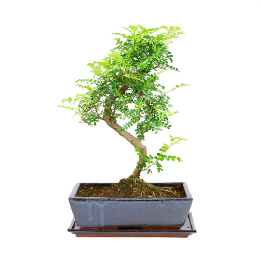 Zanthoxylum piperetium Bonsai in blauwe pot 28 cm, hoogte ~46 cm