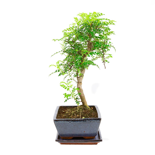 Zanthoxylum piperetium Bonsai in blue pot 28 cm, height ~46 cm